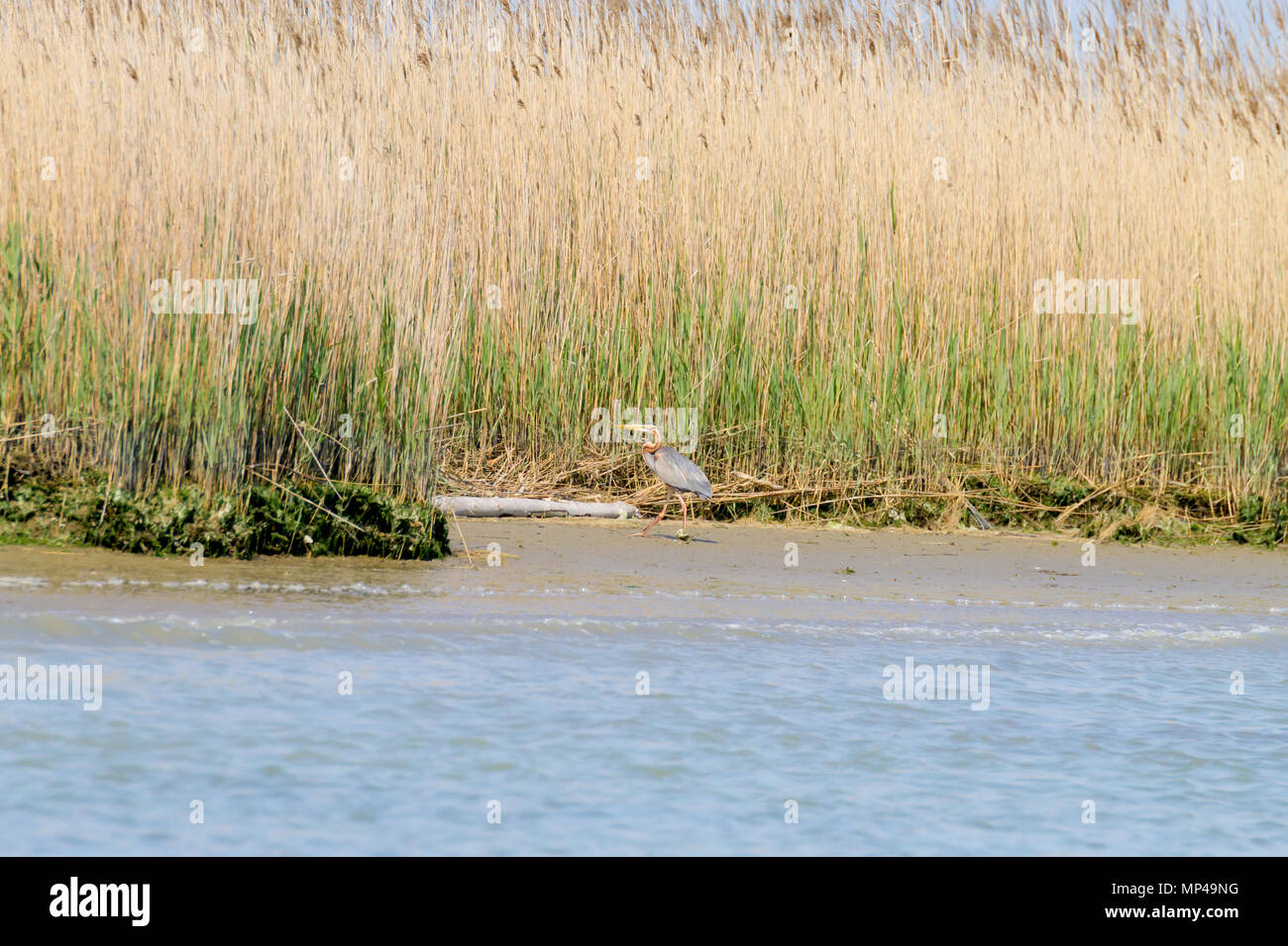 Airone rosso vicino fino dal fiume Po laguna, Italia. Per gli uccelli migratori. Natura italiana Foto Stock
