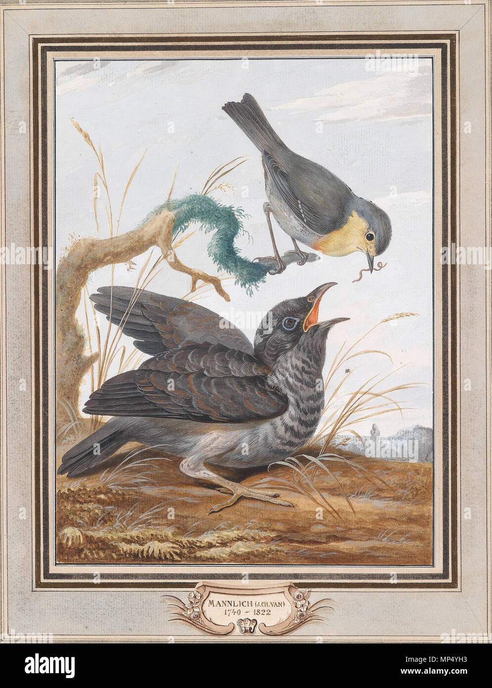 . Ein Kuckuck wird von einem Rotkehlchen gefüttert, Gouache und Aquarell über Bleistift auf Bütten, Einfassungslinie in schwarzer Tuschfeder, 26,8 x 20,4 cm . dal 1822. Johann Christian von Mannlich (1741-1822) 724 Johann Christian von Mannlich Kuckuck und Rotkehlchen Foto Stock . Ein Kuckuck wird von einem Rotkehlchen gefüttert, Gouache und Aquarell über Bleistift auf Bütten, Einfassungslinie in schwarzer Tuschfeder, 26,8 x 20,4 cm . dal 1822. Johann Christian von Mannlich (1741-1822) 724 Johann Christian von Mannlich Kuckuck und Rotkehlchen Foto Stock
