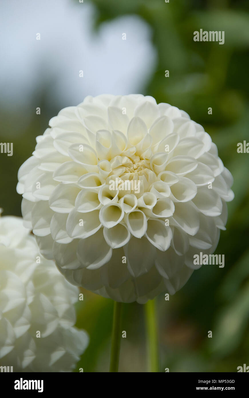 FIORE DAHLIA BIANCO. Foto Stock