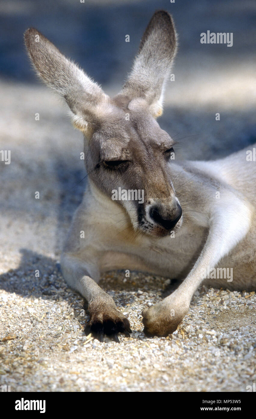 BIG RED KANGAROO (MACROPUS RUFUS). Foto Stock