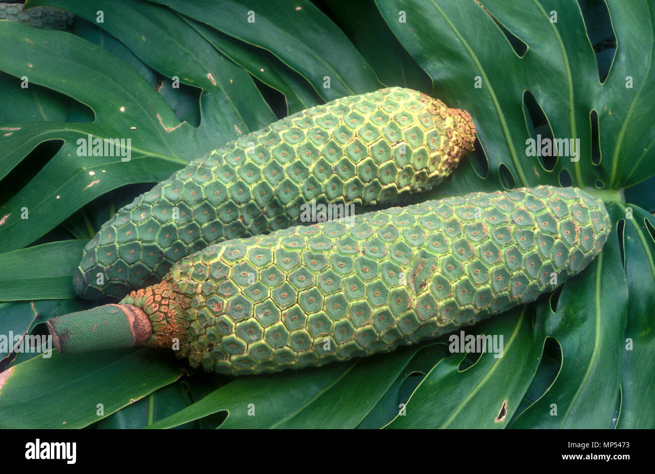 Frutto di MONSTERA DELICIOSA Foto Stock