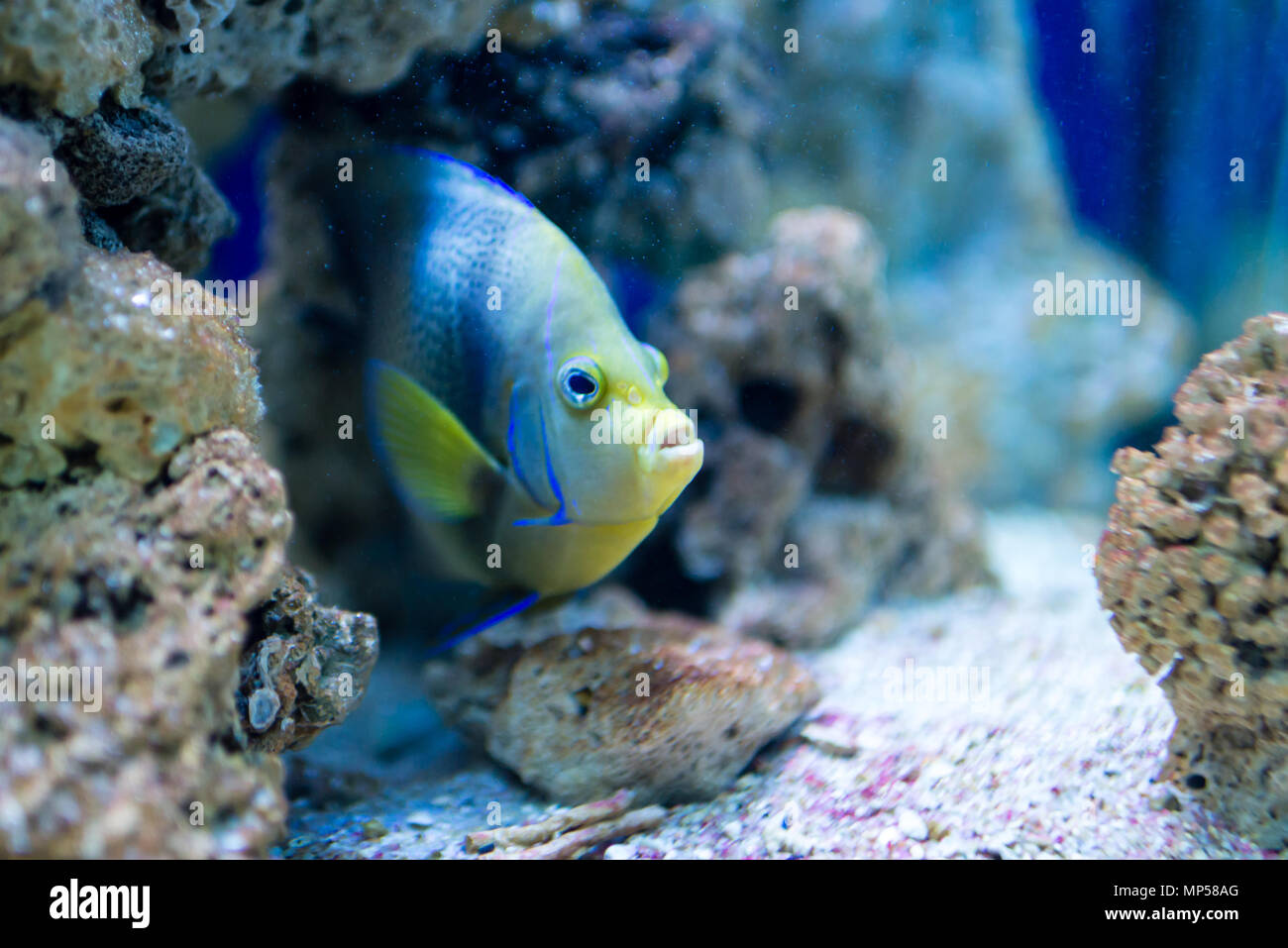Colorfull aquarium pesci nel serbatoio di acqua, acquario Foto Stock