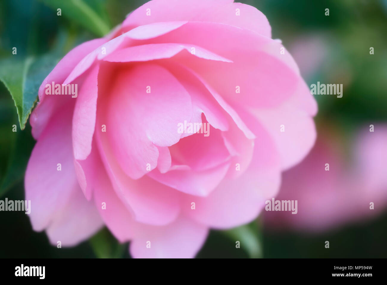 Primo piano artistico di un bel colore rosa Camellia japonica, Giapponese camelia fiore in tenui colori luminosi Foto Stock