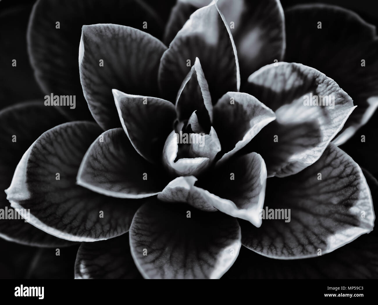 Artistico closeup astratta di un japanese camellia bella petali di fiori contrasto dettaglio, Camellia japonica, in bianco e nero Foto Stock