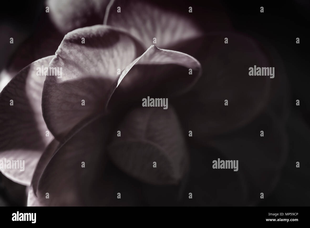 Artistico in bianco e nero closeup di japanese camellia petali di fiori in condizioni di scarsa luce solare, Camellia japonica bellissimi dettagli astratto Foto Stock