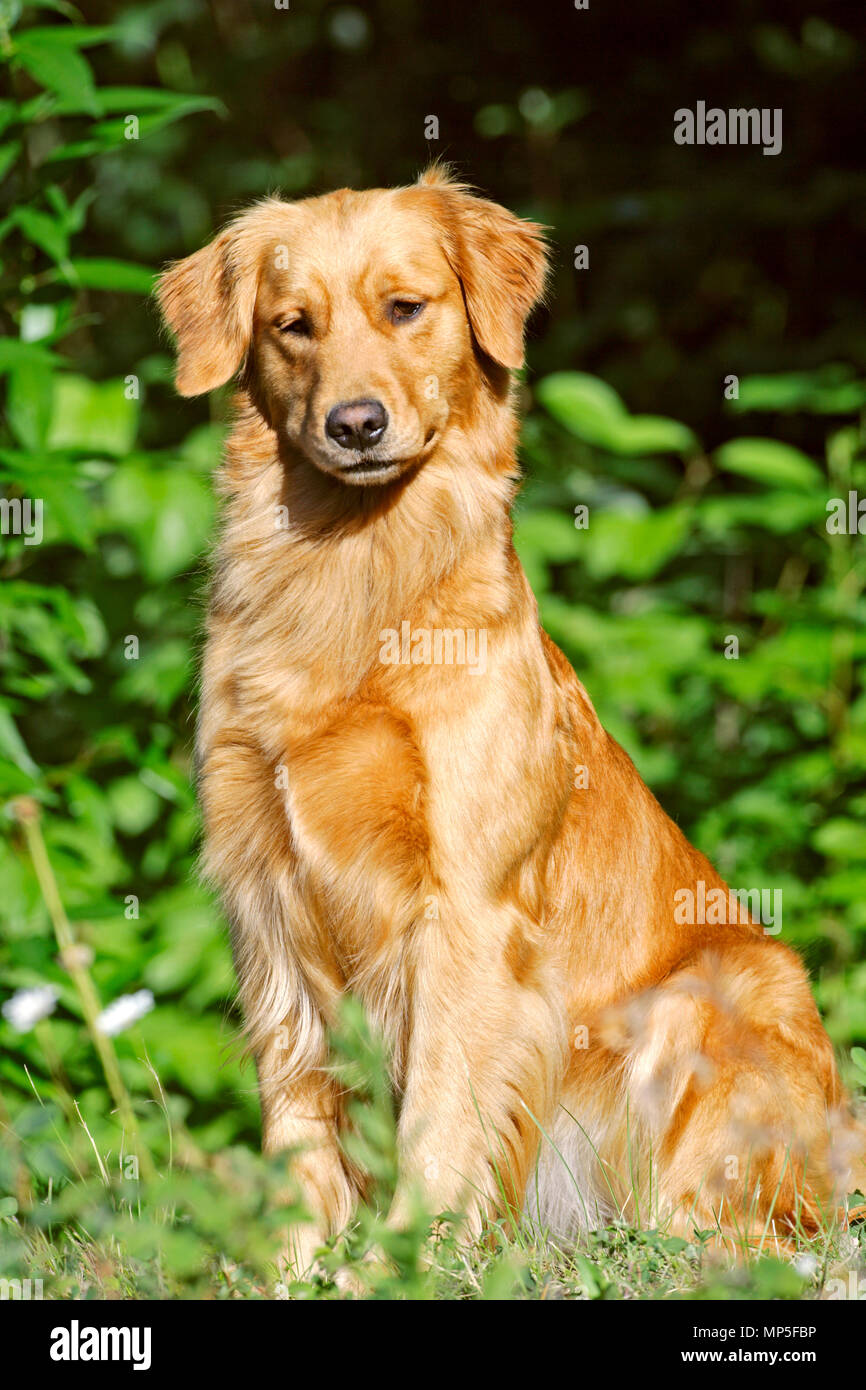 Il Golden Retriever seduto in erba da cespugli verdi, focalizzata Foto Stock