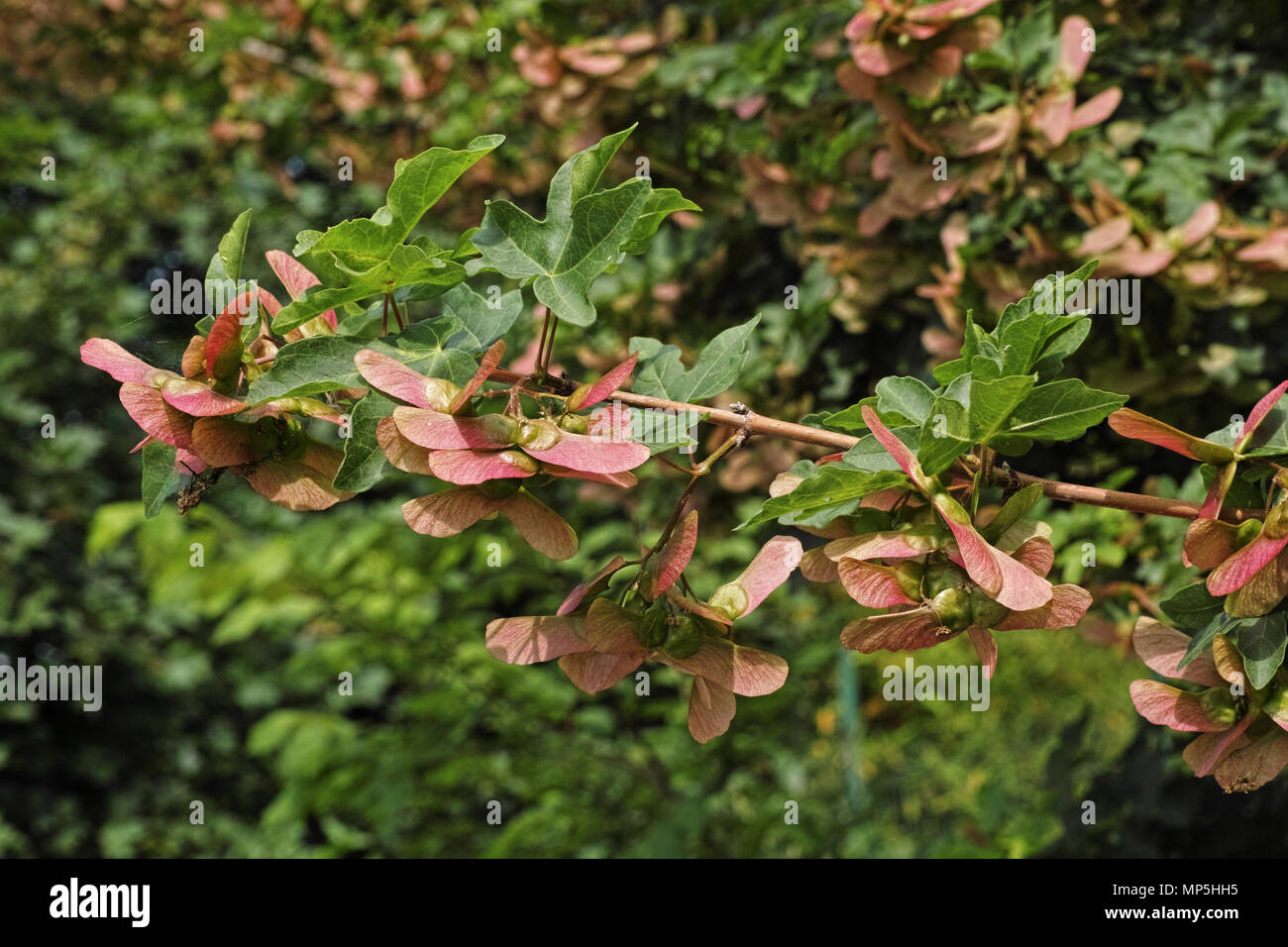 L'acero campestre, ramo con foglie e frutti, primavera Foto Stock
