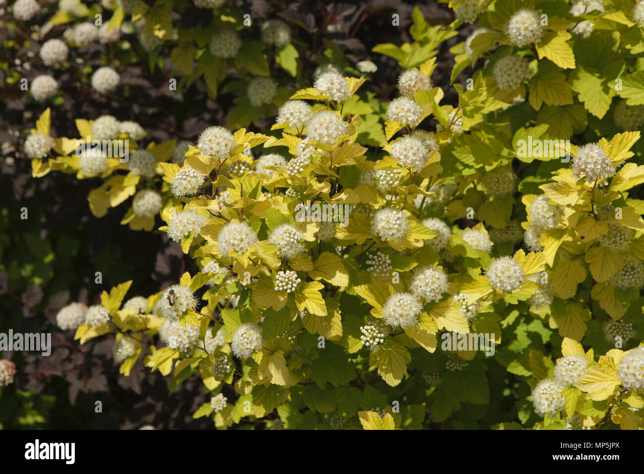 Arbusto di ramoscelli con fiori di colore bianco Foto Stock