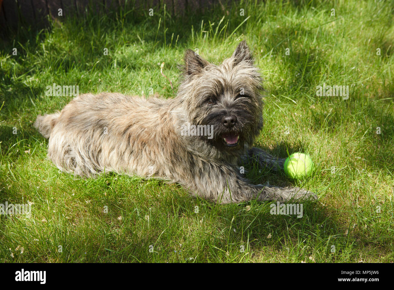 Cairn terrier con palla verde in un giardino Foto Stock
