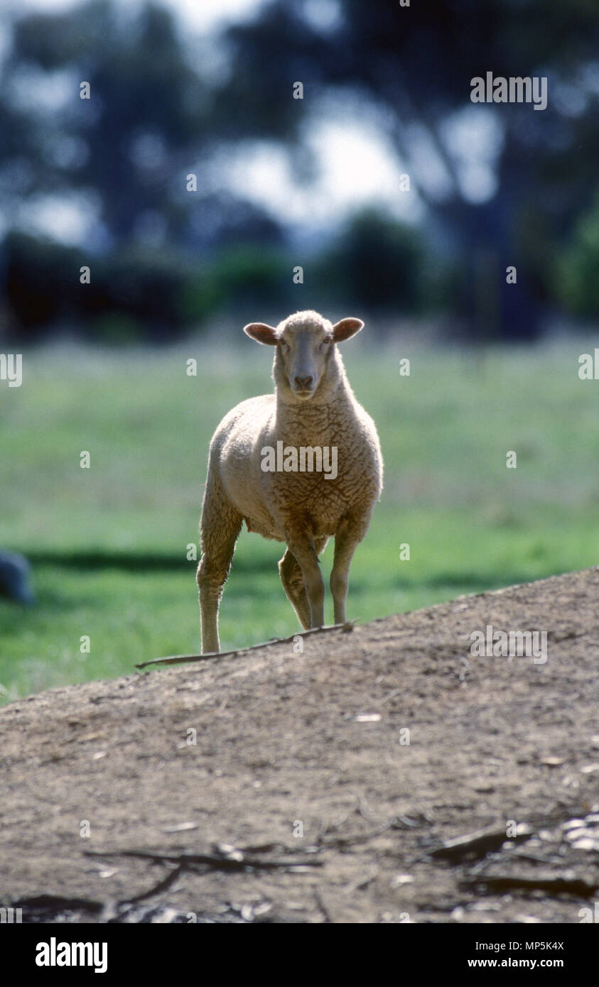 Pecore sul lato di una diga in zone rurali del Nuovo Galles del Sud, Australia. Foto Stock