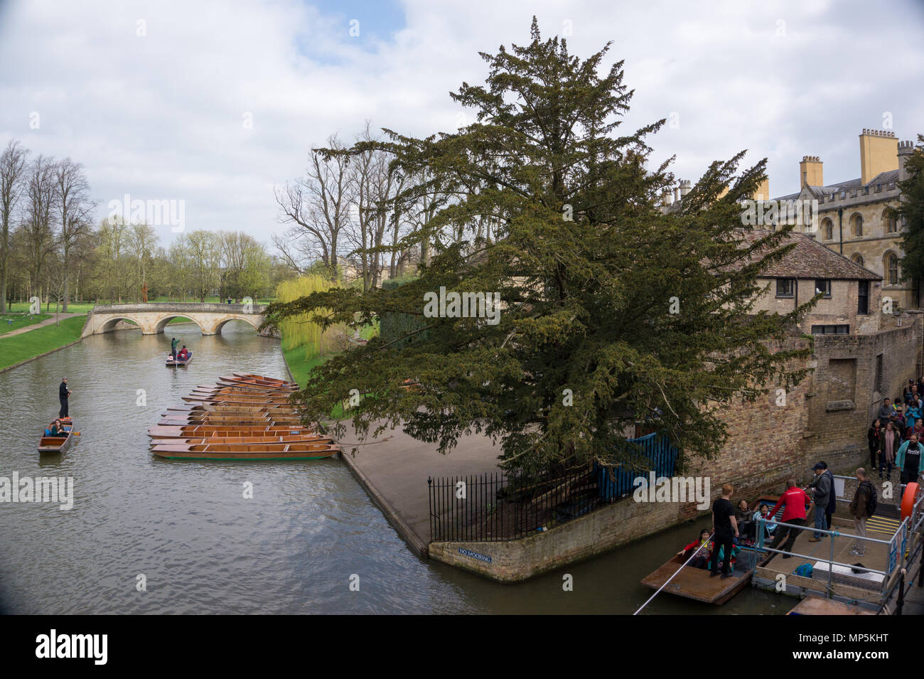 Punting tour nel fiume Cam, Cambridge Regno Unito Foto Stock