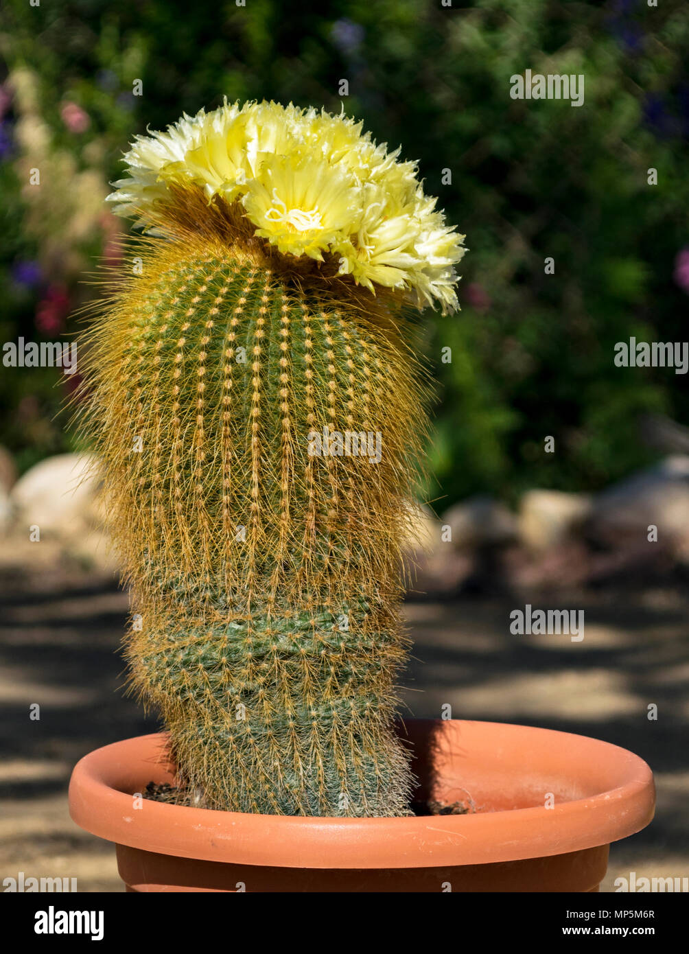 Palla dorata cactus in piena fioritura in una pentola Foto Stock