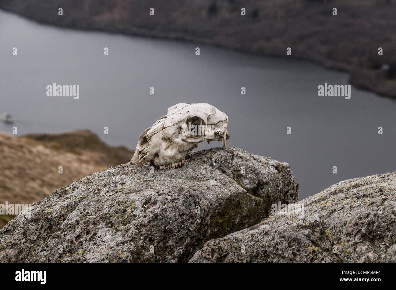 Cranio delle pecore Foto Stock
