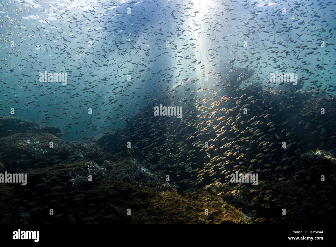 Scuole di pesci di piccole dimensioni (soprattutto grugniti) a Ilhabela, SP, Brasile Foto Stock