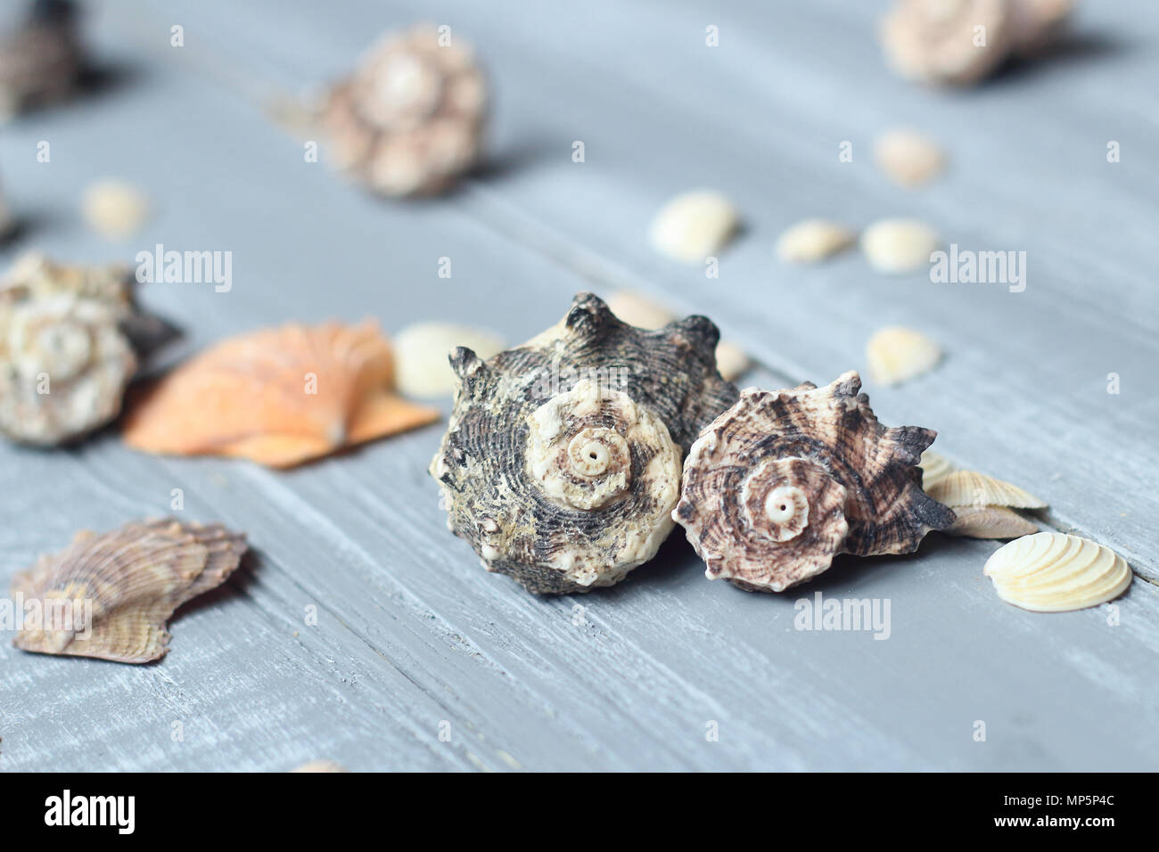 Conchiglie di mare immagine di sfondo sulla luce sullo sfondo di legno Foto Stock