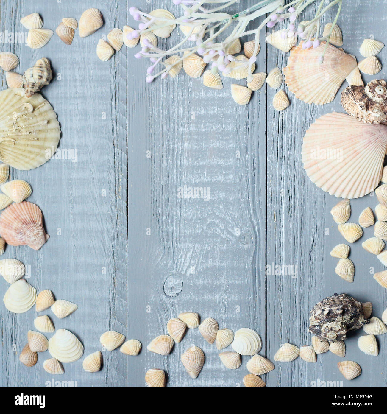 Blu sullo sfondo di legno con belle conchiglie .copia spazio per il testo Foto Stock