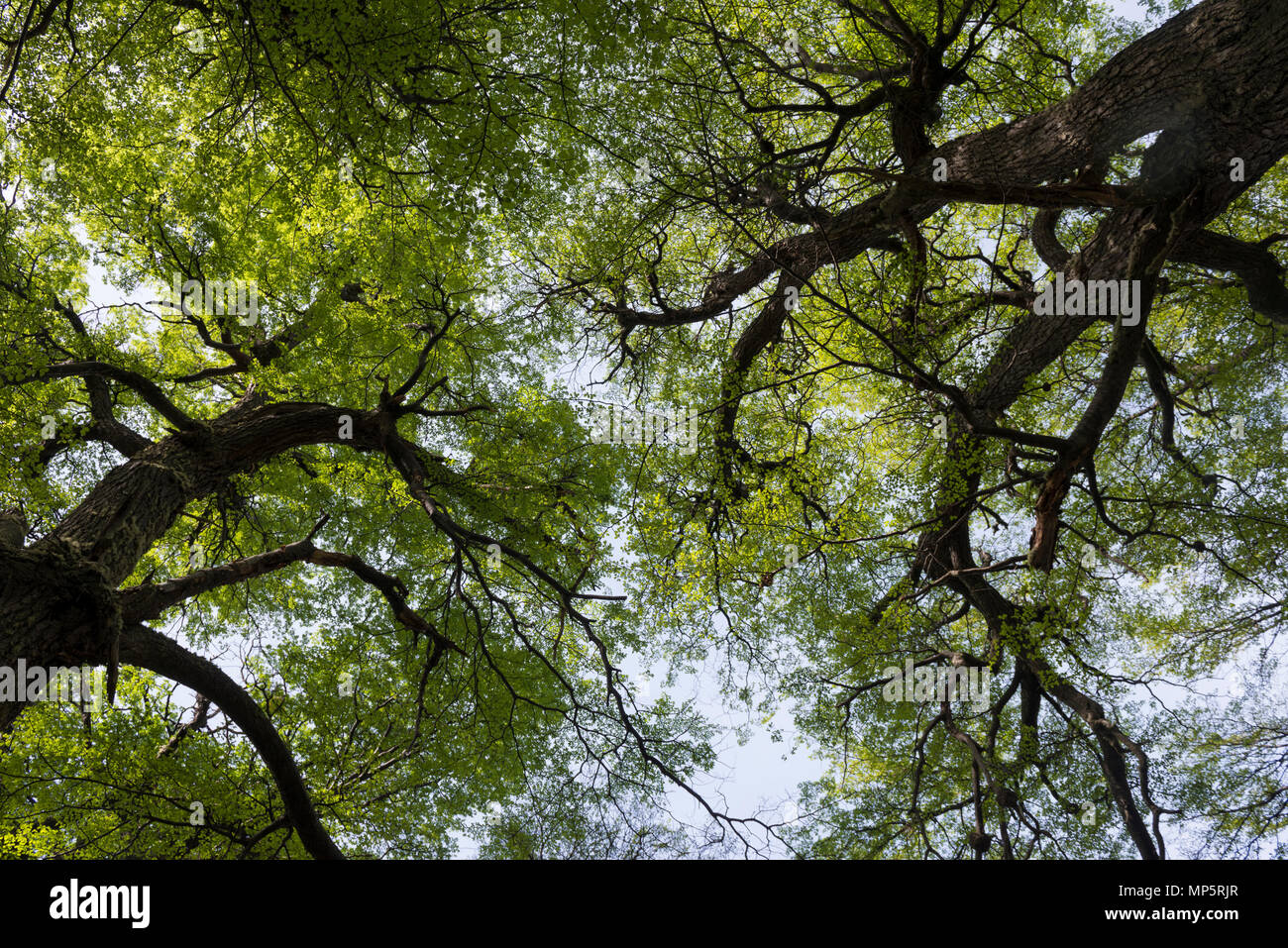 Vecchi alberi di crescita in Torres del Paine, Cile Foto Stock