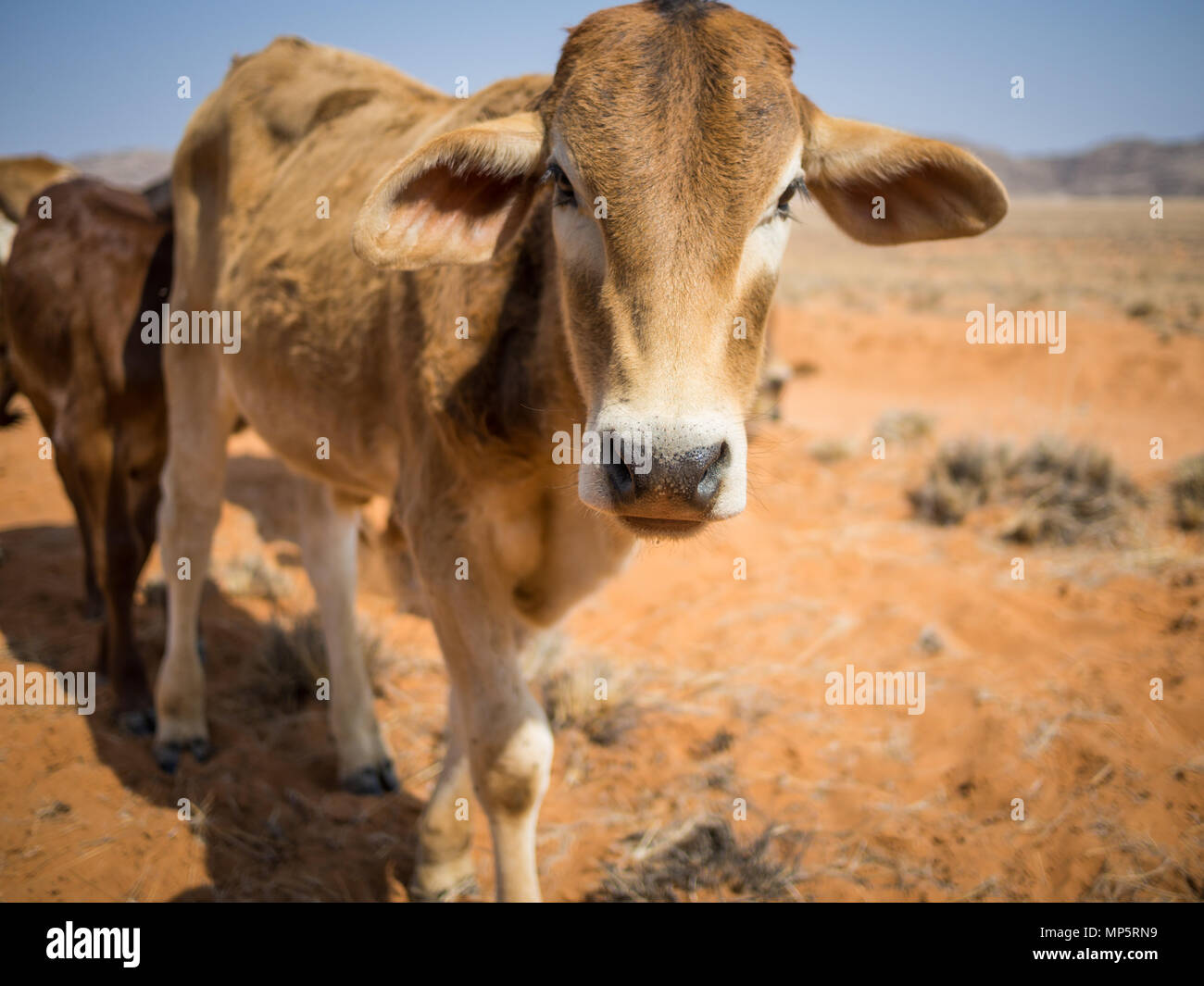 Ritratto di vitello singolo camminando verso la telecamera nel deserto del Namib, Damaraland, Namibia, Sud Africa Foto Stock