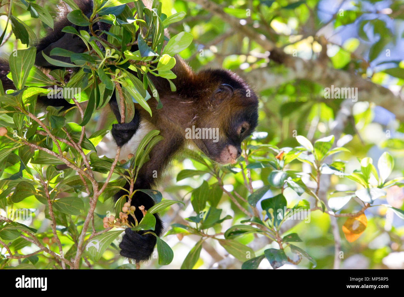 Wild scimmia alla ricerca di frutti di bosco in america centrale Foto Stock