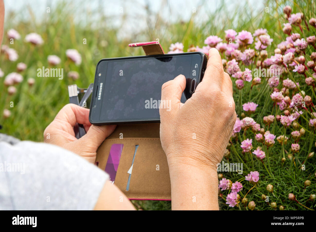 Una persona di acquisire una immagine di parsimonia fiori (Armeria maritama) sul suo telefono cellulare, South West Coast Path, Cornwall, Regno Unito. Foto Stock