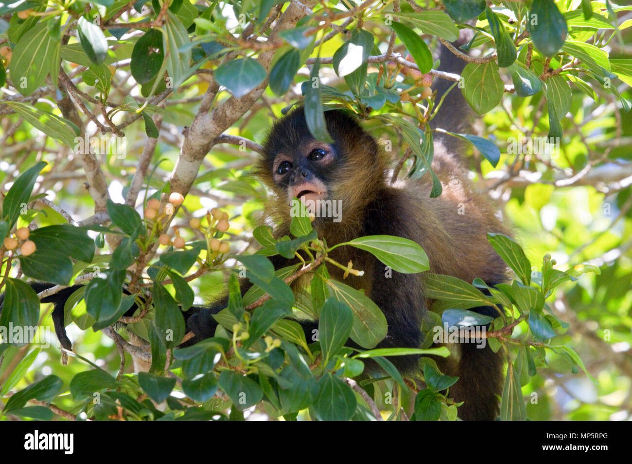 Wild scimmia alla ricerca di frutti di bosco in america centrale Foto Stock