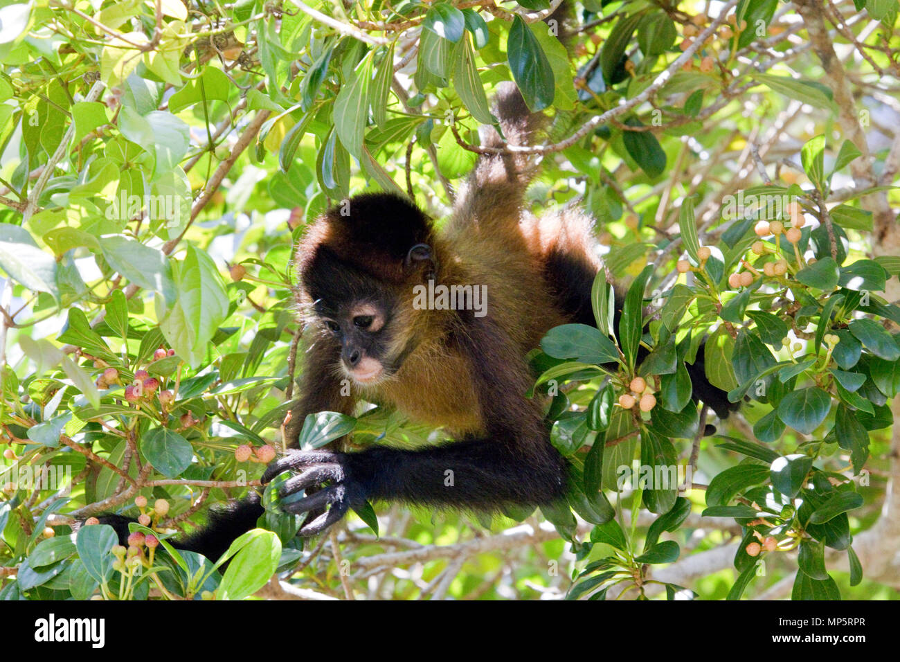 Wild scimmia alla ricerca di frutti di bosco in america centrale Foto Stock