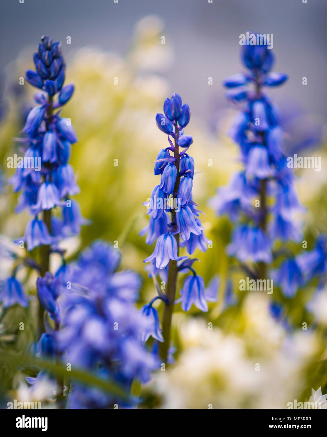 Wild Bluebells, Ayrshire, in Scozia, Regno Unito Foto Stock