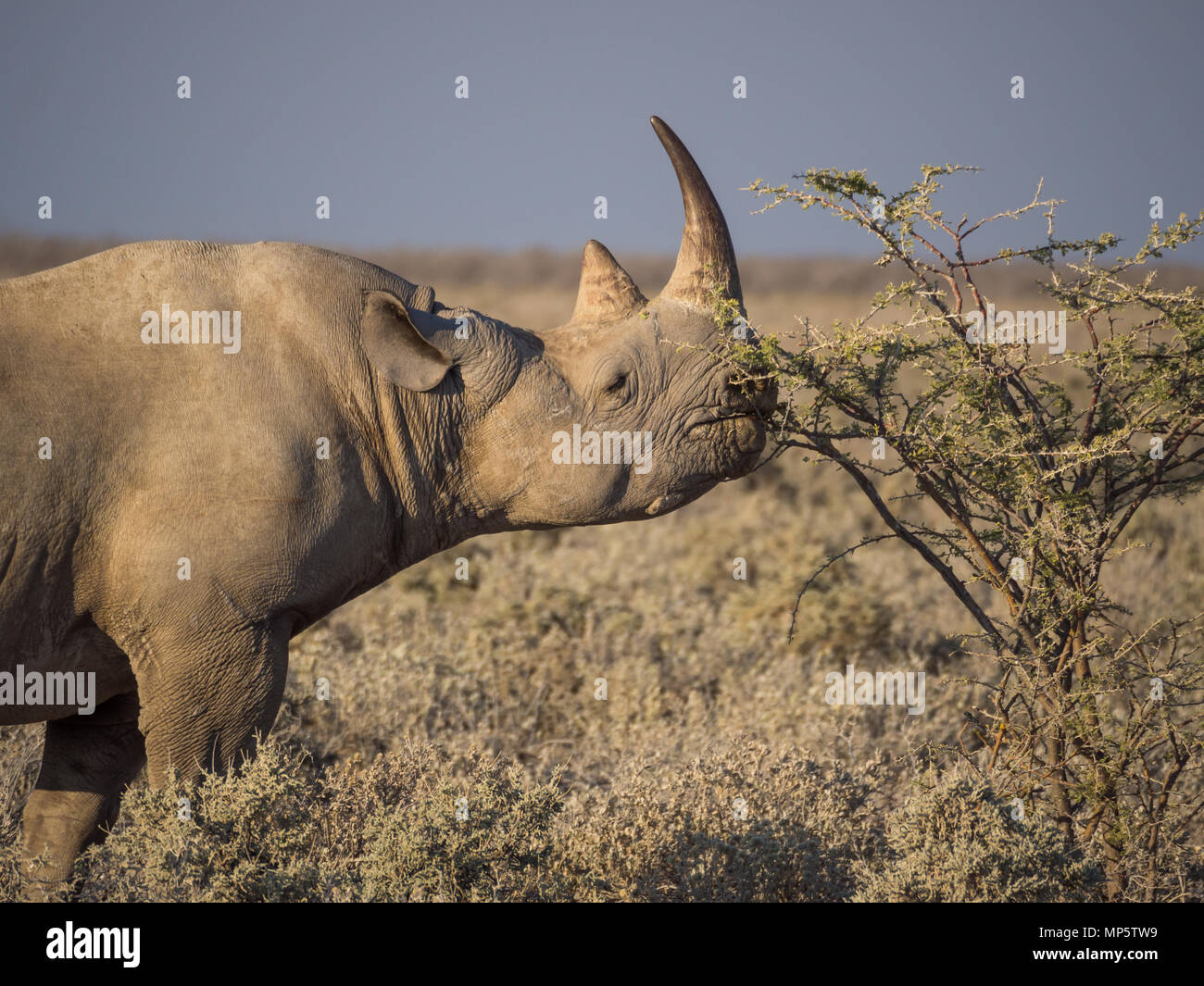 Ritratto di grandi in via di estinzione il rinoceronte nero alimentazione su piccole bush nel Parco Nazionale di Etosha, Namibia, Africa Foto Stock