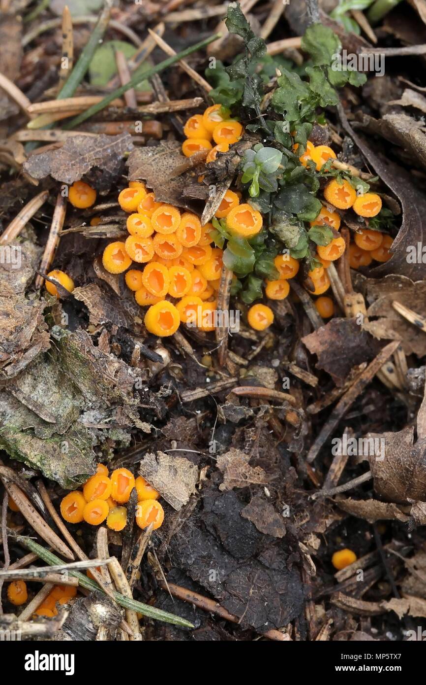 Orange tazza di funghi, Thelebolus terrestris di funghi selvatici dalla Finlandia Foto Stock