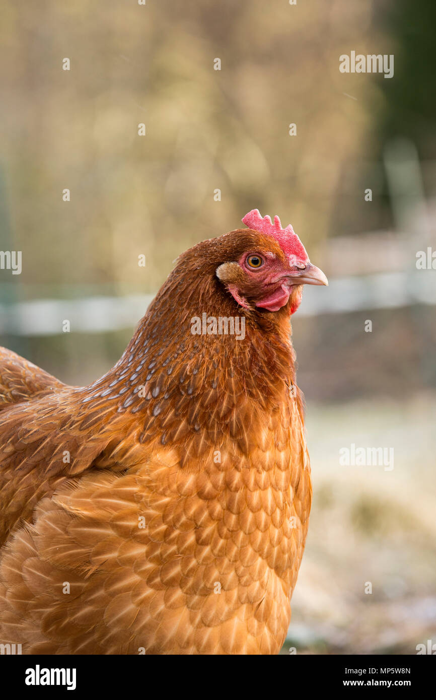 Un marrone rossiccio free range hen in Monmouthshire, Galles. Foto Stock