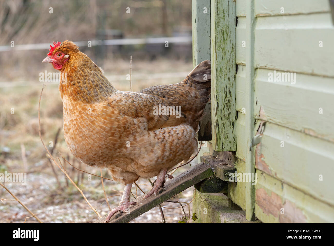 Una luce brown hen emergente da una casa della gallina. Foto Stock