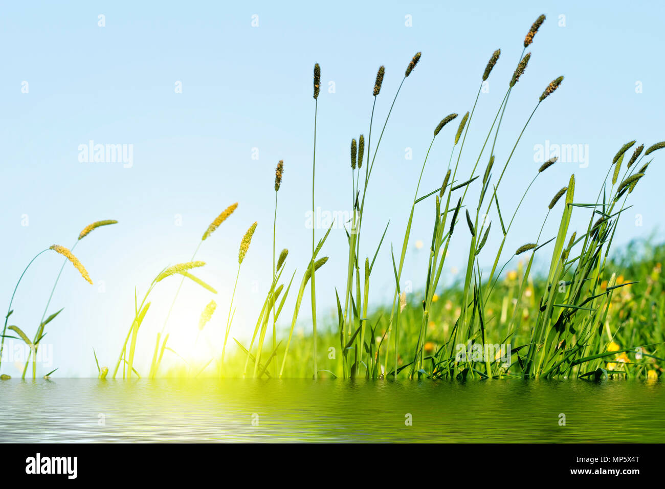 Erba di fioritura in dettaglio - allergeni - allergia in Germania Foto Stock