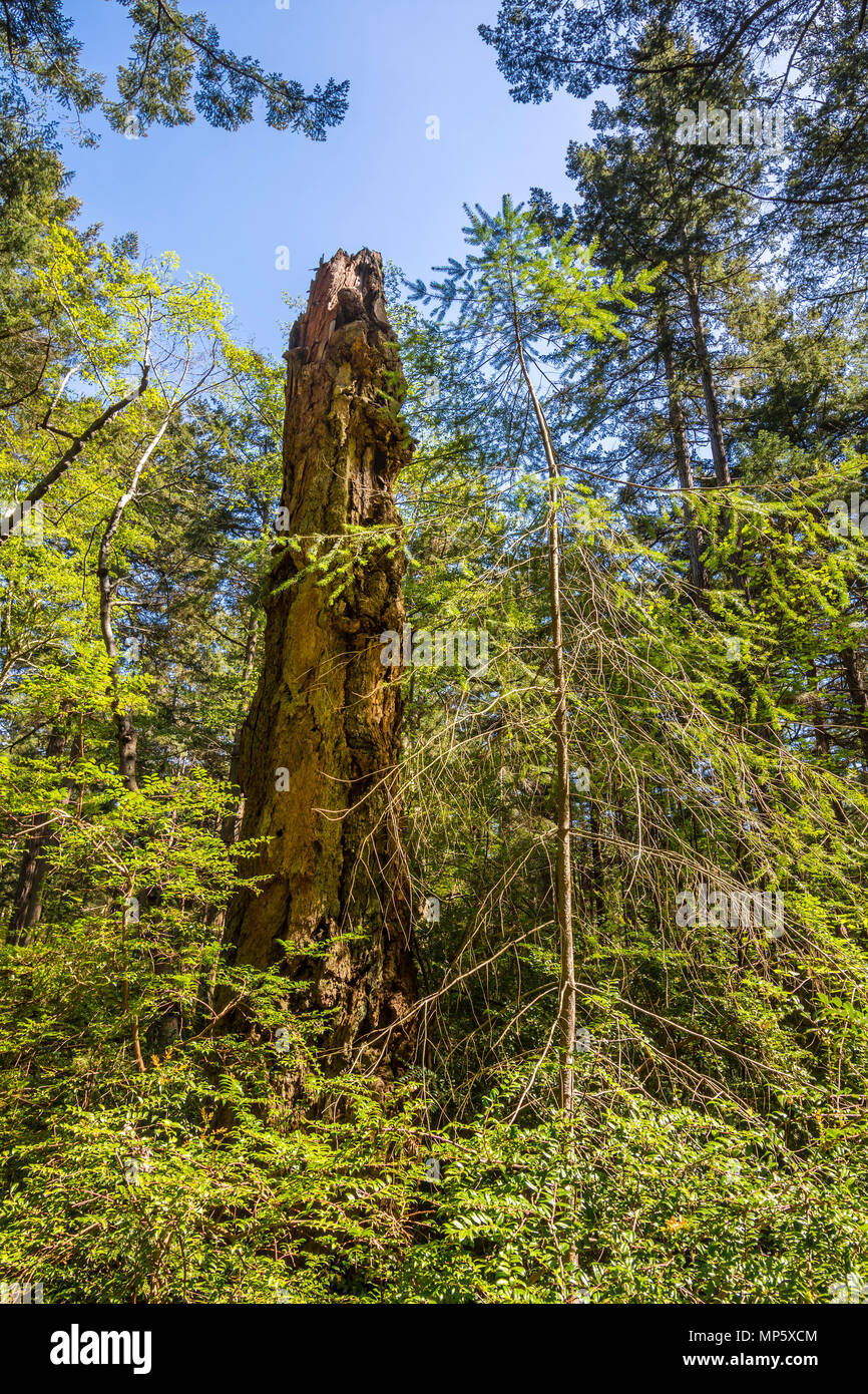 Dead albero di sequoia, Hornby Isola, BC, Canada. Foto Stock