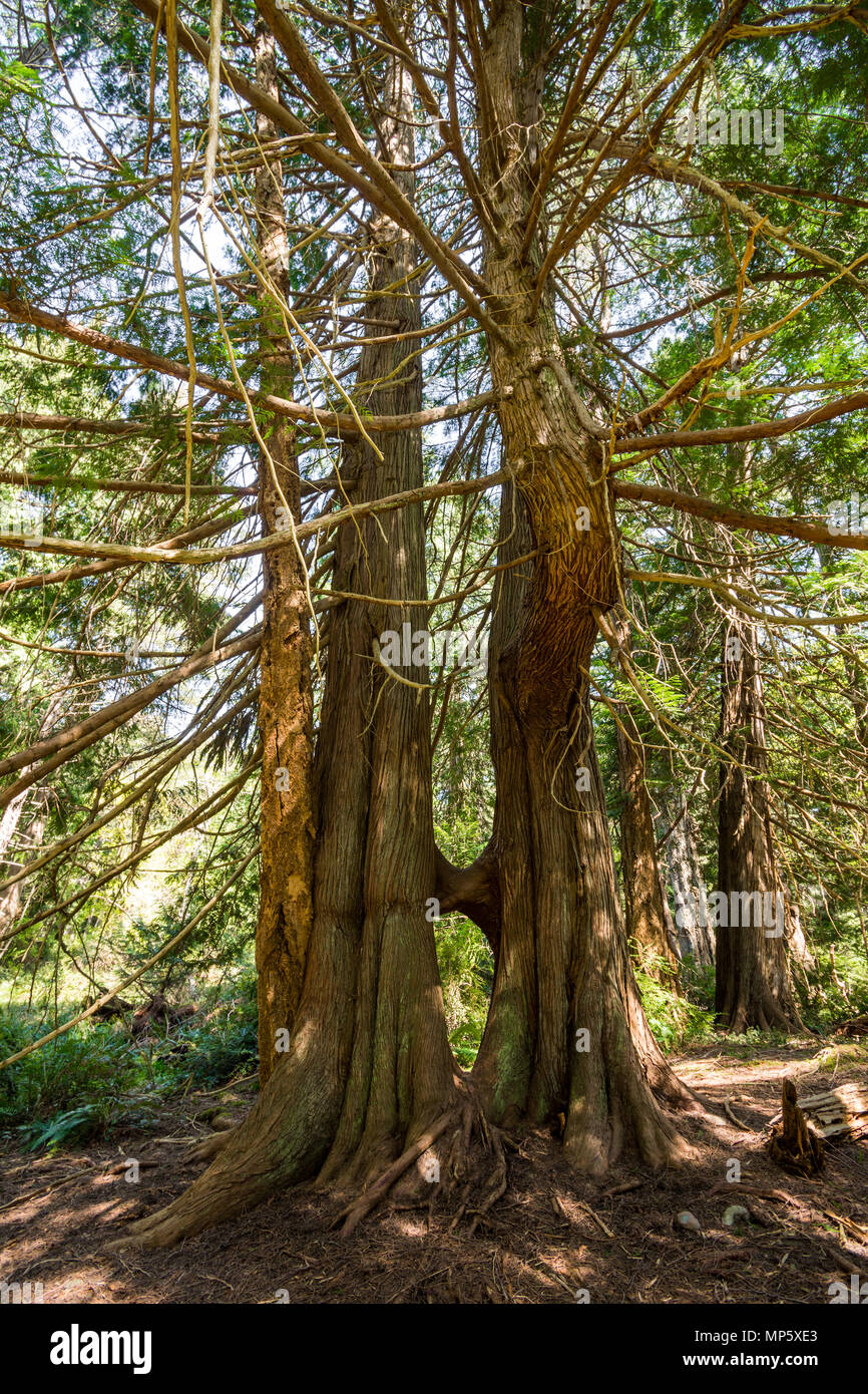 Due alberi di pino unite insieme, Hornby Isola, BC, Canada. Foto Stock