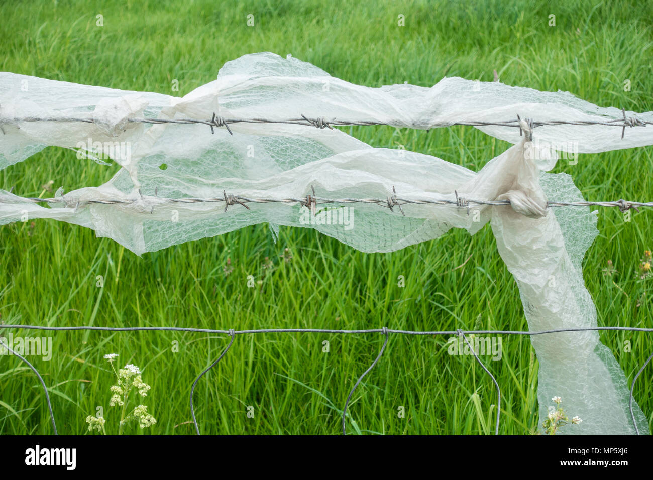 Imballaggi in plastica (Bubble wrap) sul filo spinato. In Inghilterra. Regno Unito Foto Stock