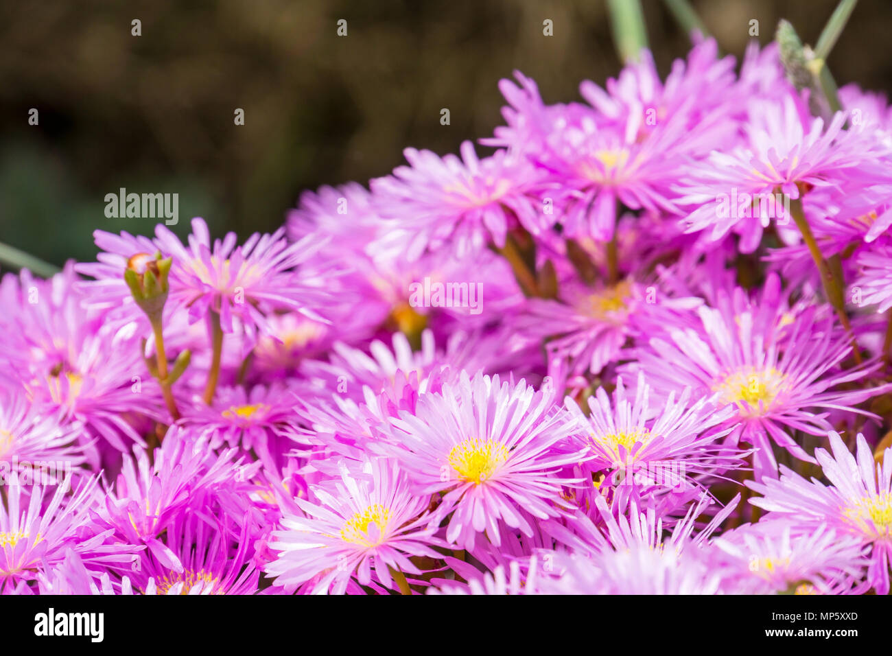 Mallorca, Viola campo di Carpobrotus o pigface fiori che sbocciano nella luce solare Foto Stock