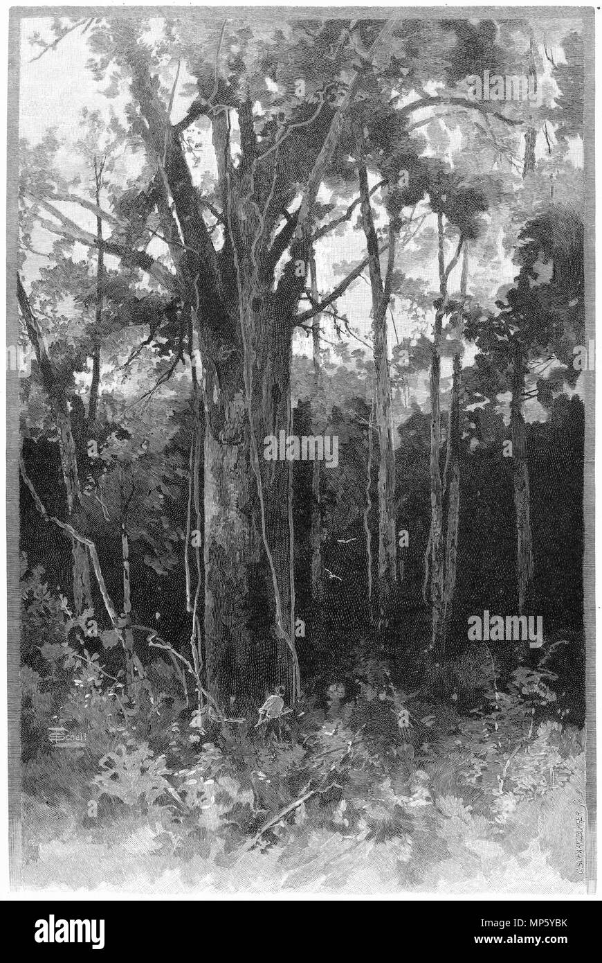 Incisione di Kauri foreste di pini nel Northland e Nuova Zelanda. Dal pittoresco Atlas dell Australasia Vol 3, 1886 Foto Stock