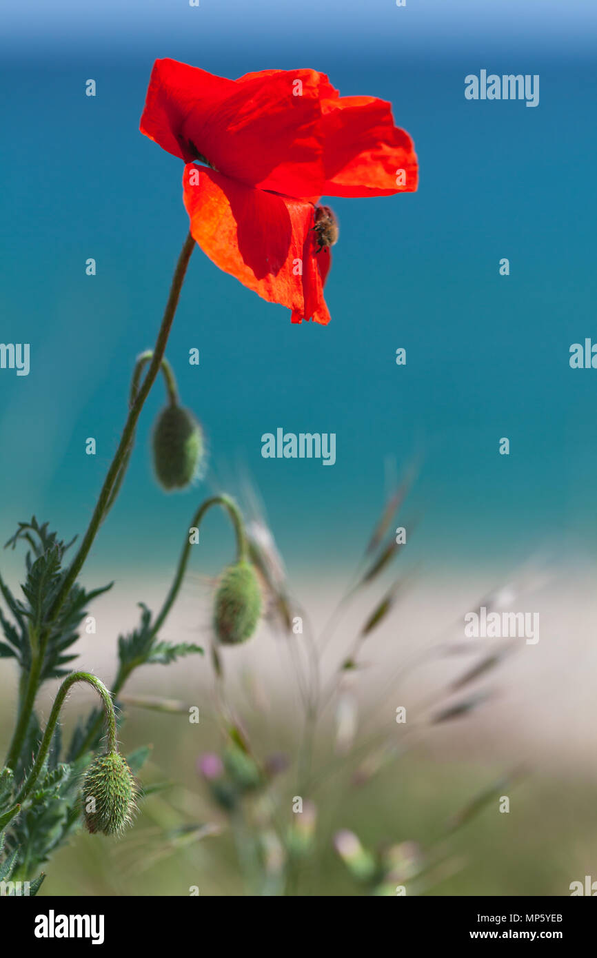 Papavero rosso fiore crescente sulla costa del Mar Nero, verticale close-up foto con selective soft focus Foto Stock