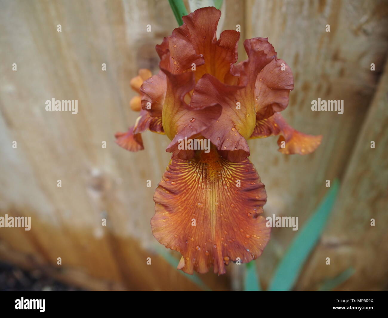 Iris 'festival' unico fiore di color ruggine con gocce di pioggia Foto Stock