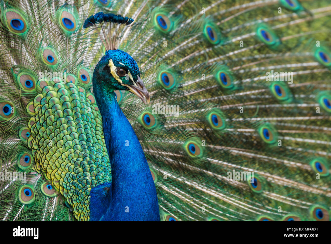 Indian blue peacock con vibrante piumaggio iridescente in visualizzazione completa a Ponce de Leon la fontana della giovinezza del Parco Archeologico di Sant'Agostino, Florida. Foto Stock