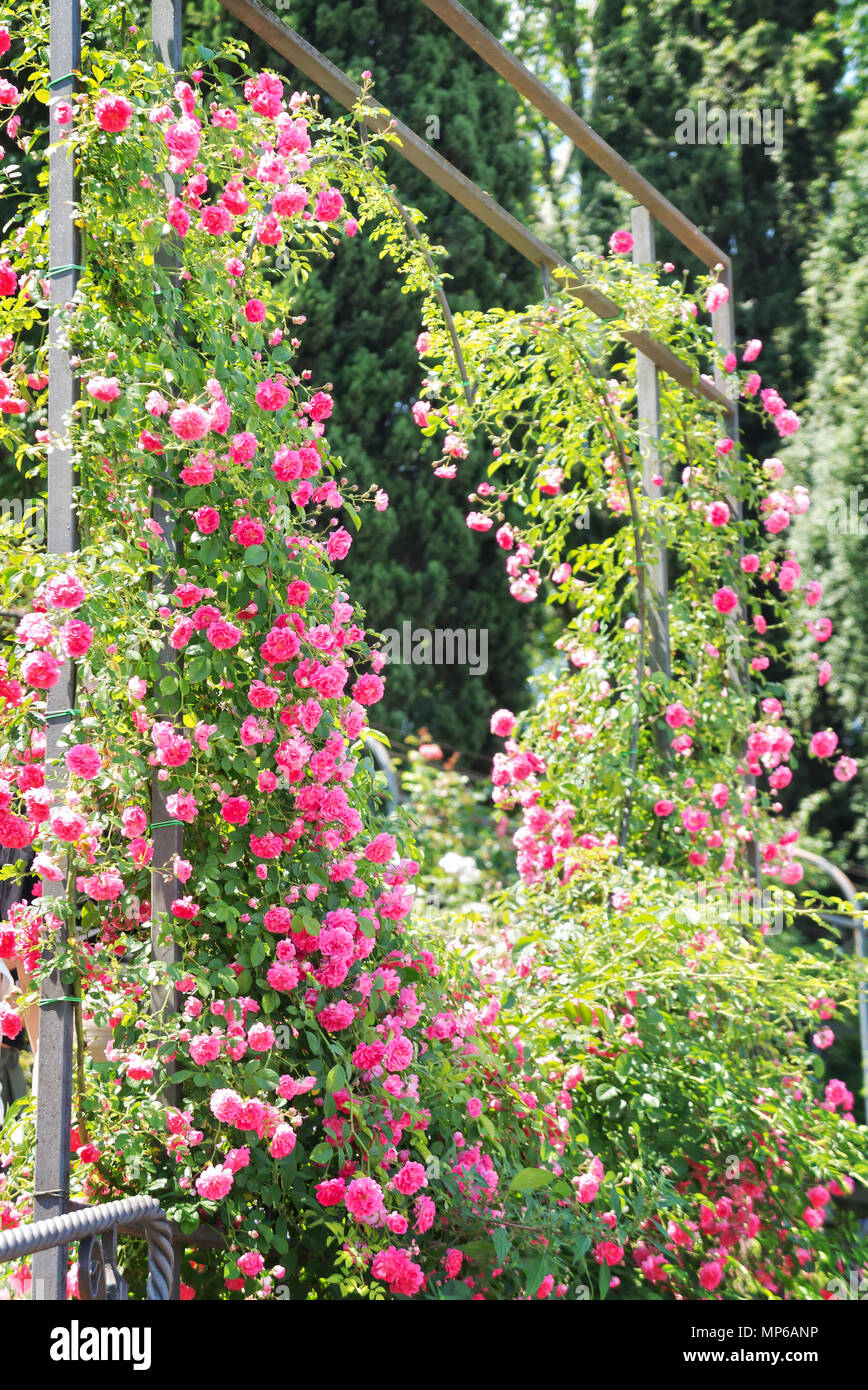 Roma comunale del giardino delle rose Foto stock - Alamy