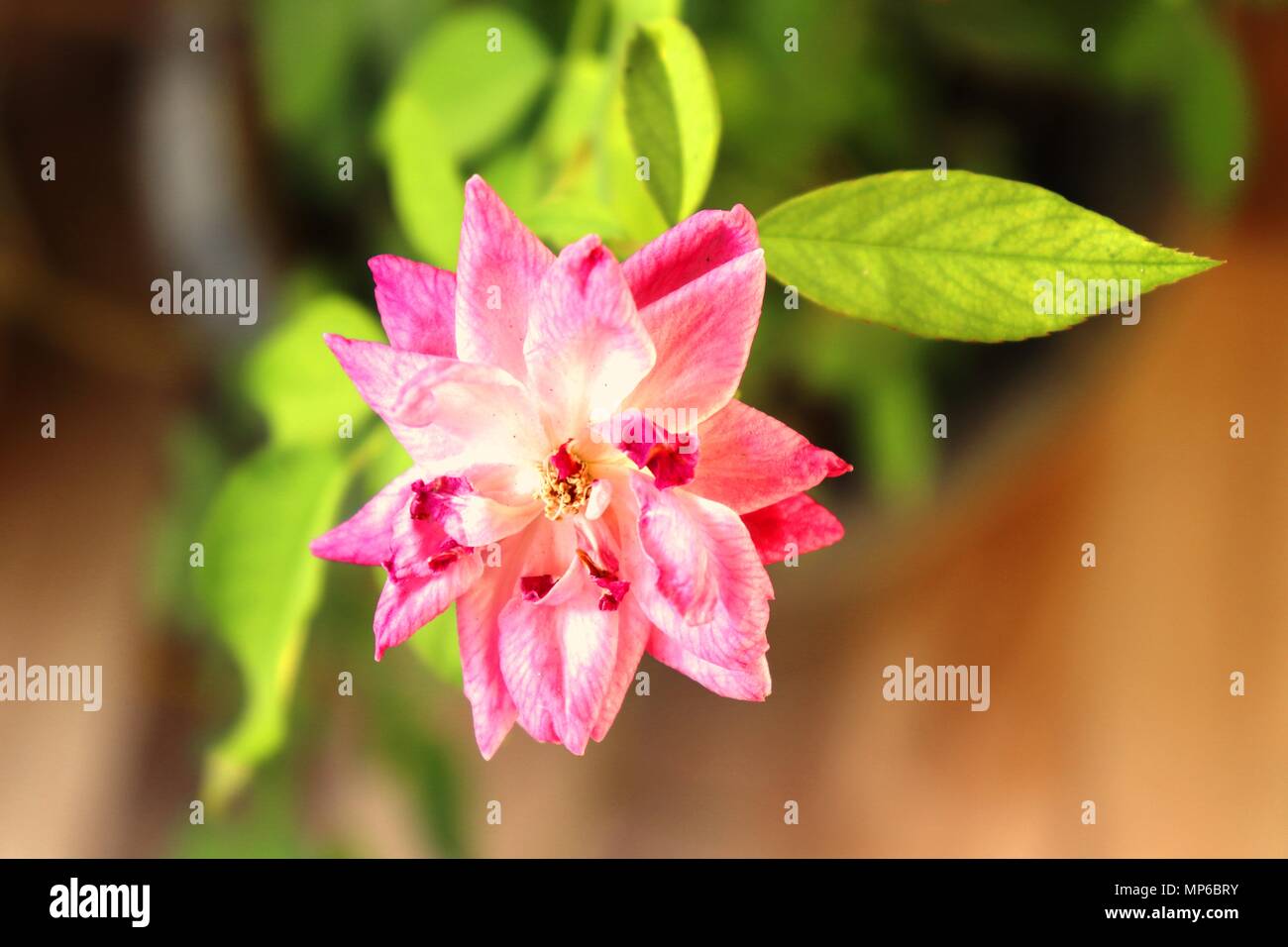 Bellissimi fiori (la bei doni della natura) Foto Stock