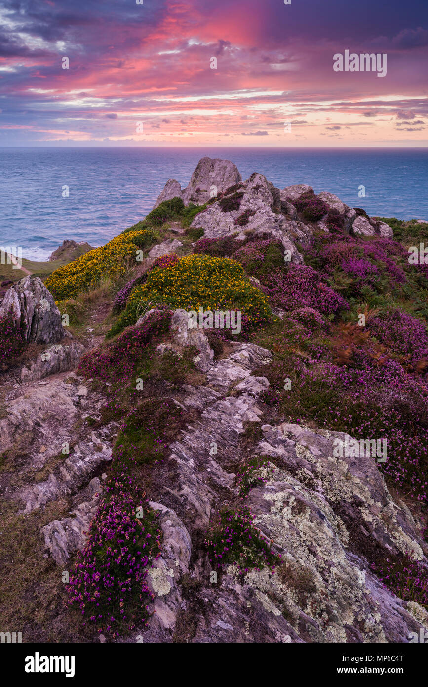 Heather sul punto di morte al tramonto sulla North Devon Coast del patrimonio, Inghilterra. Foto Stock