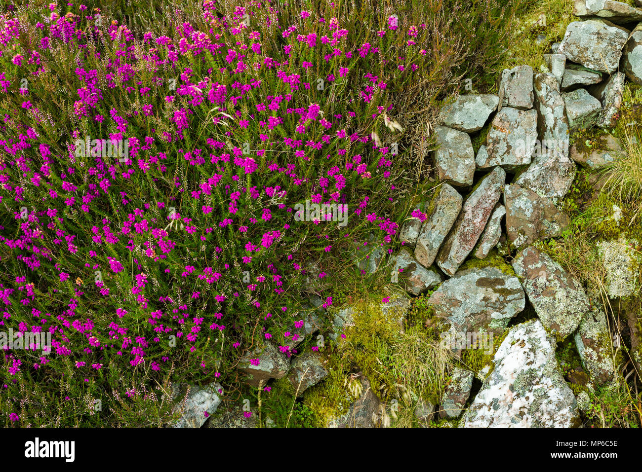 Bell e comuni di heather che cresce su una secca vecchio muro di pietra nel Parco Nazionale di Exmoor, North Devon, in Inghilterra. Foto Stock