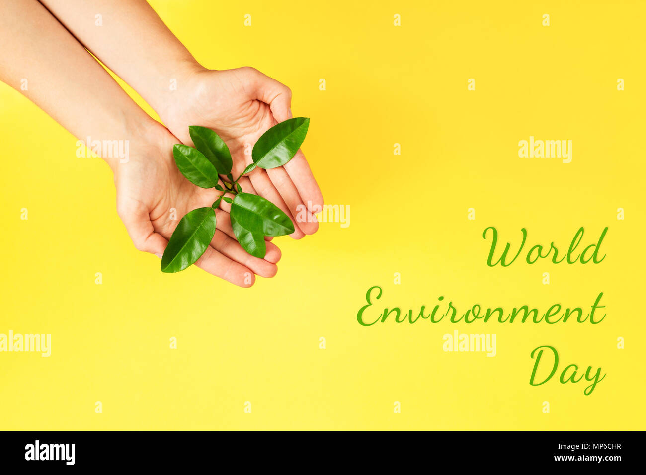La Giornata Mondiale dell Ambiente Scheda. Mani femminili azienda pianta verde su sfondo giallo. Concetto di ecologia. Posto per il testo. Foto Stock