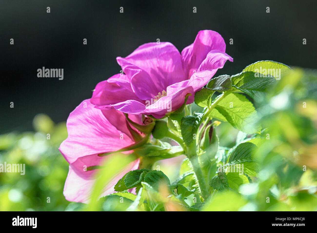 Rosa selvatica, ramanas rosa (Rosa rugosa rubra) fiorisce e riempie l'aria con una fragranza per tutta l'estate Foto Stock