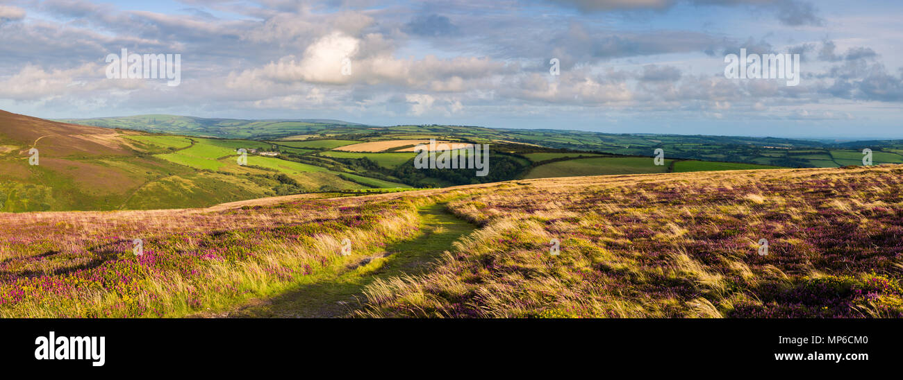 Lungo la costa sud occidentale percorso in corrispondenza della grande impiccato nella tarda estate nel Parco Nazionale di Exmoor vicino Combe Martin, North Devon. Foto Stock