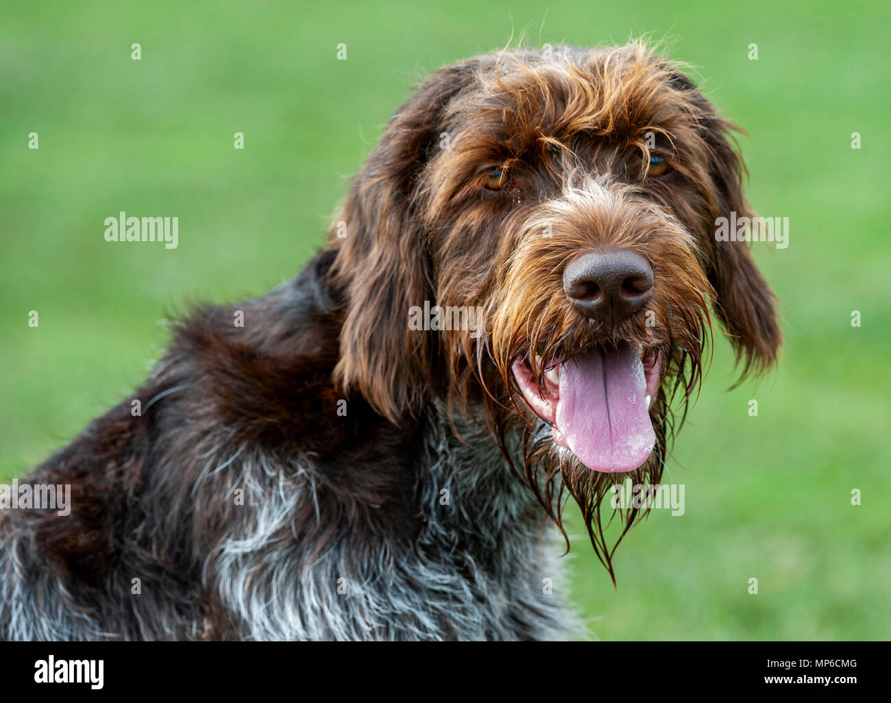 Griffon Korthals - Cane - un puntamento Wirehaired e cane da caccia un popolare hound utilizzato come un gundog in Europa Foto Stock Griffon Korthals - Cane - un puntamento Wirehaired e cane da caccia un popolare hound utilizzato come un gundog in Europa Foto Stock