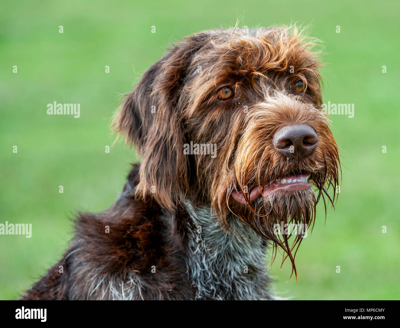 Griffon Korthals - Cane - un puntamento Wirehaired e cane da caccia un popolare hound utilizzato come un gundog in Europa Foto Stock Griffon Korthals - Cane - un puntamento Wirehaired e cane da caccia un popolare hound utilizzato come un gundog in Europa Foto Stock
