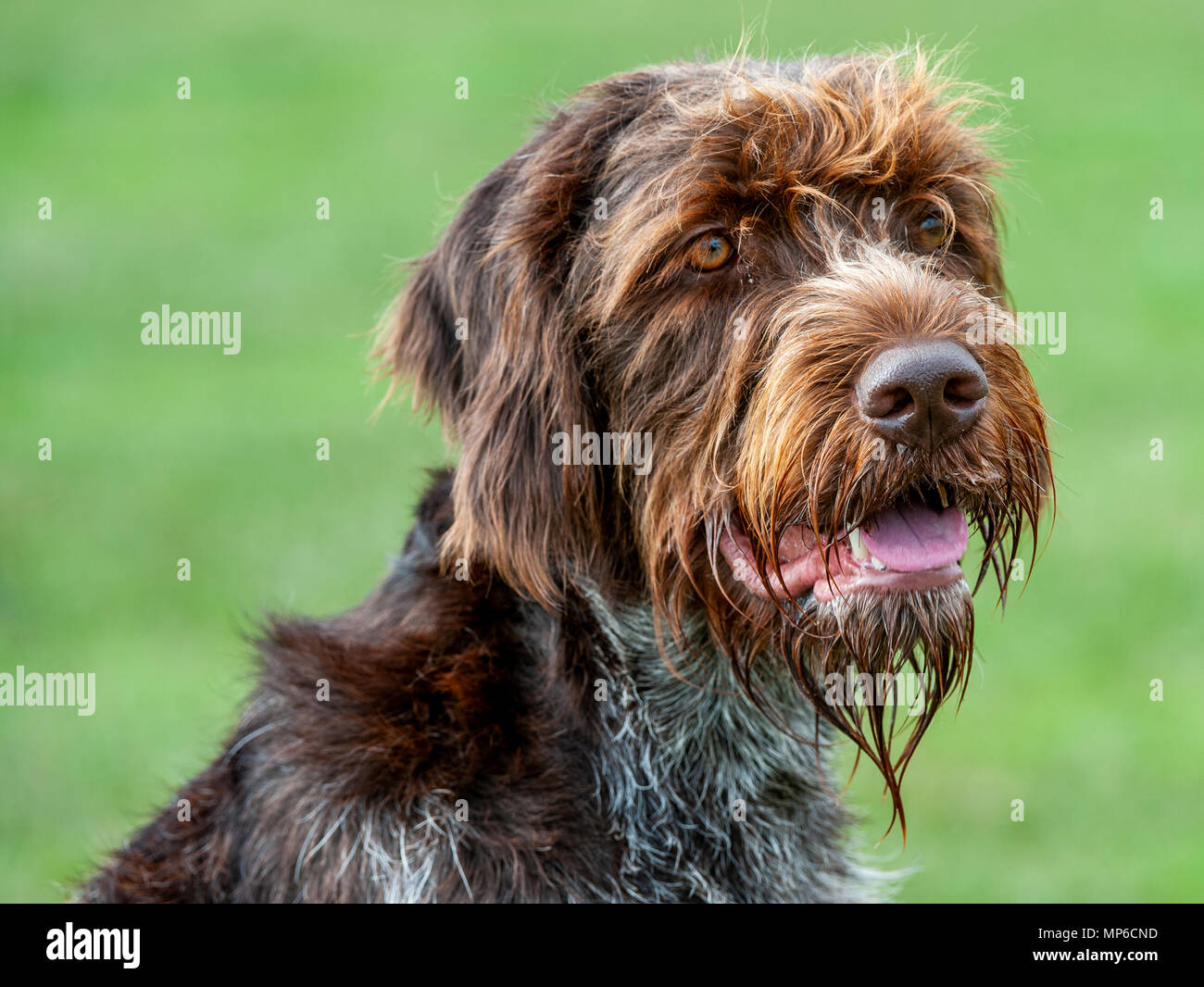 Griffon Korthals - Cane - un puntamento Wirehaired e cane da caccia un popolare hound utilizzato come un gundog in Europa Foto Stock Griffon Korthals - Cane - un puntamento Wirehaired e cane da caccia un popolare hound utilizzato come un gundog in Europa Foto Stock